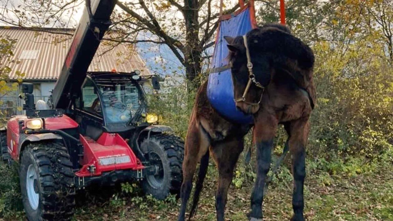 Feuerwehr Grasbrunn rettet Pferd