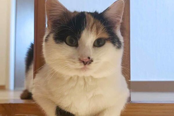 Wer hat Katze Charlie gesehen?