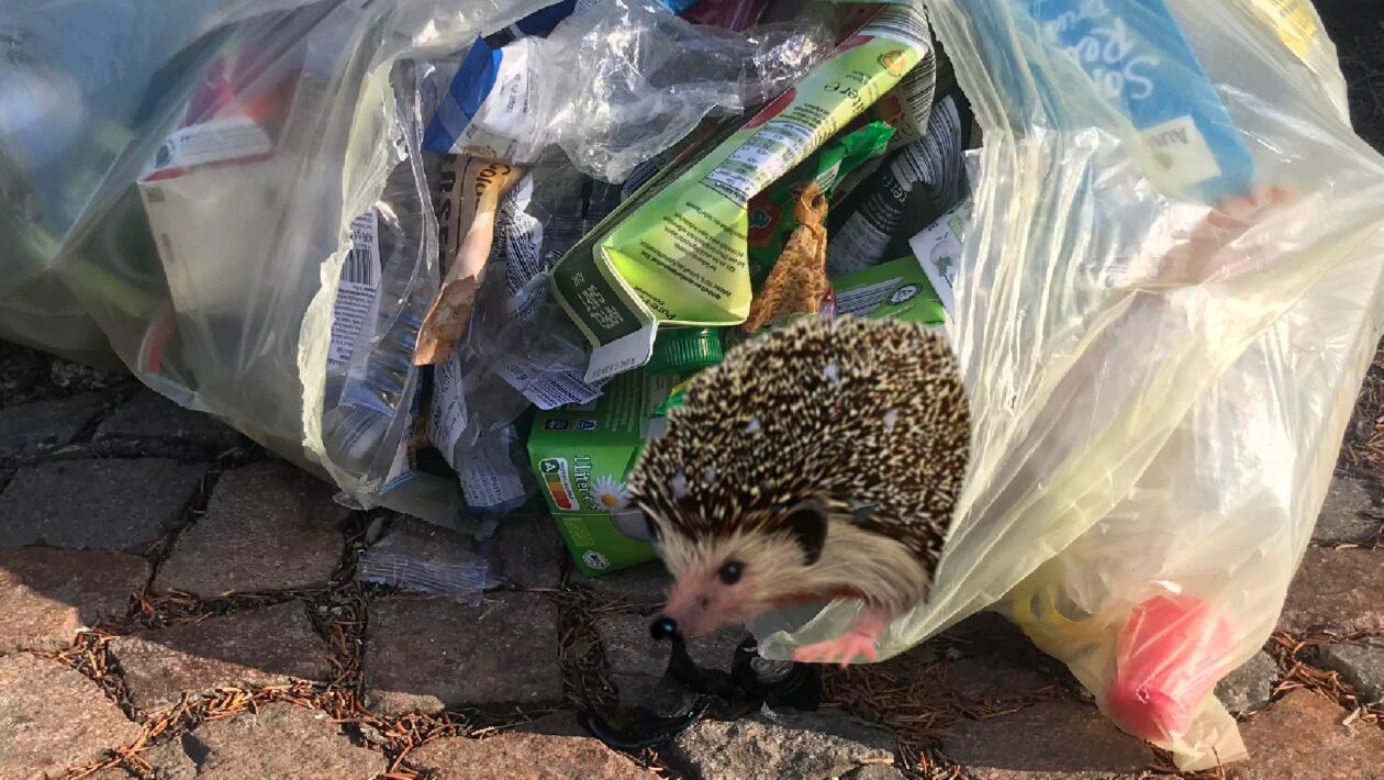 Todesfalle für Igel: Der Gelbe Sack