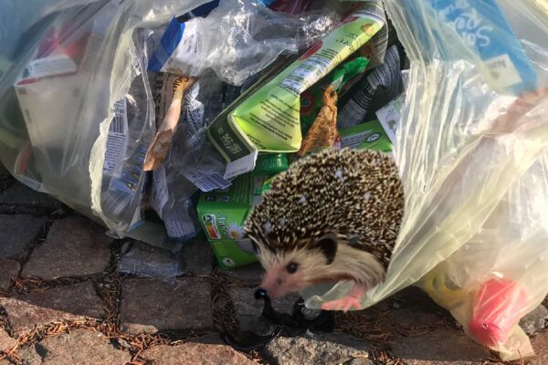 Todesfalle für Igel: Der Gelbe Sack