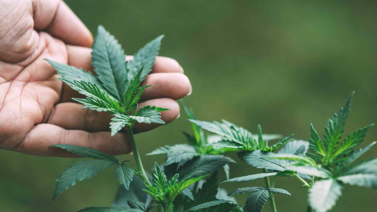Grasbrunn bietet kontrollierten Cannabis-Anbau an
