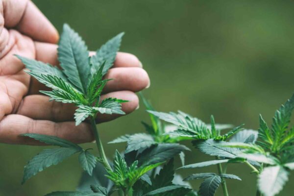 Grasbrunn bietet kontrollierten Cannabis-Anbau an