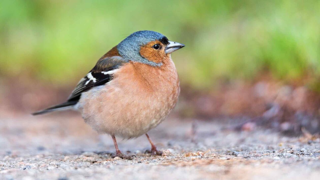 Vogelkundler gesucht: Ortsgruppe Grasbrunn des Bund Naturschutz braucht Unterstützung