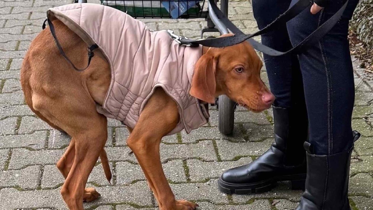 Wenn Tierschutz versagt: Rückgabe trotz Qual – was wird aus Bella?