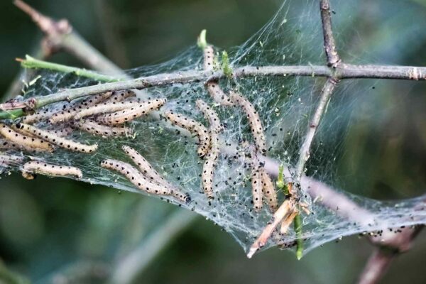 Gespinstmotten befallen Bäume und Sträucher