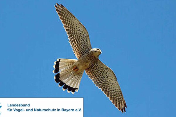 LBV-Vortrag: Vogelschlag - Unsichtbares sichtbar machen